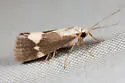 Cisthene faustinula - Hodges#8064 - photo 3