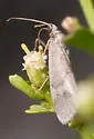 Cisthene faustinula - Hodges#8064 - photo 4