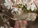 Cisthene faustinula - Hodges#8064 - photo 5