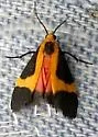 Kentucky Lichen Moth - Hodges#8061 - Cisthene kentuckiensis