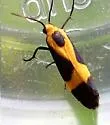 Kentucky Lichen Moth - Hodges#8061 - photo 2