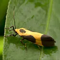 Kentucky Lichen Moth - Hodges#8061 - photo 3