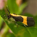Kentucky Lichen Moth - Hodges#8061 - photo 4