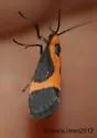 Kentucky Lichen Moth - Hodges#8061 - photo 5
