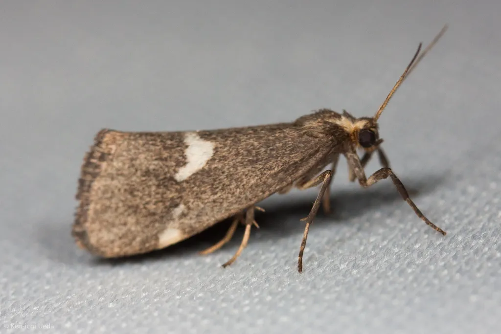 Cisthene liberomacula - Hodges#8062 - photo 2