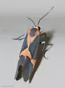 Martin's Lichen Moth - Hodges#8078 - photo 2