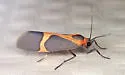 Martin's Lichen Moth - Hodges#8078 - photo 3