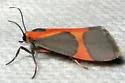 Martin's Lichen Moth - Hodges#8078 - photo 4