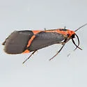 Cisthene perrosea - Hodges#8069 - photo 2