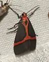 Cisthene perrosea - Hodges#8069 - photo 4