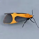 Pictured Lichen Moth - Hodges#8075 - Cisthene picta