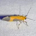 Pictured Lichen Moth - Hodges#8075 - photo 2