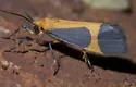 Pictured Lichen Moth - Hodges#8075 - photo 3