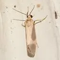 Pictured Lichen Moth - Hodges#8075 - photo 4