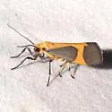 Pictured Lichen Moth - Hodges#8075 - photo 5