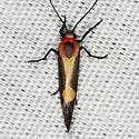 Lead-colored Lichen Moth - Hodges#8067 - photo 2