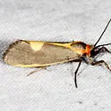 Lead-colored Lichen Moth - Hodges#8067 - photo 3