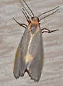Lead-colored Lichen Moth - Hodges#8067 - photo 4