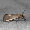 Lead-colored Lichen Moth - Hodges#8067 - photo 5