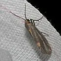 Striated Lichen Moth - Hodges#8068 - Cisthene striata