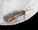 Striated Lichen Moth - Hodges#8068 - photo 2