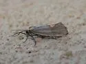 Striated Lichen Moth - Hodges#8068 - photo 3