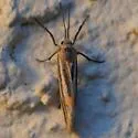 Striated Lichen Moth - Hodges#8068 - photo 4