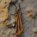 Striated Lichen Moth - Hodges#8068 - photo 5