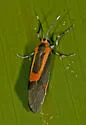 Subject Lichen Moth - Hodges#8071 - photo 2
