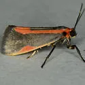 Subject Lichen Moth - Hodges#8071 - photo 3