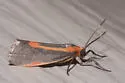 Subject Lichen Moth - Hodges#8071 - photo 4