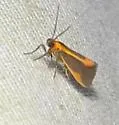 Subject Lichen Moth - Hodges#8071 - photo 5