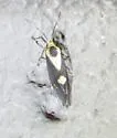 Tamaulipan Lichen Moth - Hodges#8059 - Cisthene subrufa