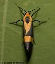 Thin-banded Lichen Moth - Hodges#8066 - Cisthene tenuifascia