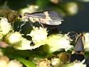Thin-banded Lichen Moth - Hodges#8066 - photo 2