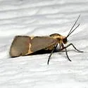 Thin-banded Lichen Moth - Hodges#8066 - photo 3