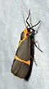 Thin-banded Lichen Moth - Hodges#8066 - photo 4
