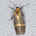Thin-banded Lichen Moth - Hodges#8066 - photo 5