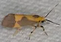 One-banded Lichen Moth - Hodges#8060 - photo 5