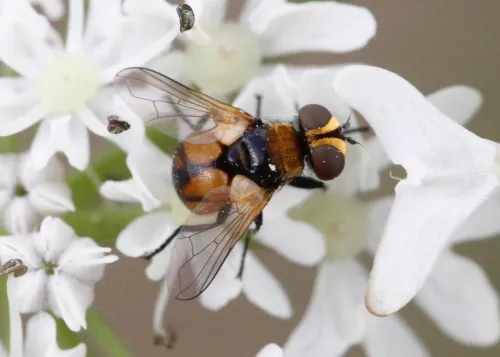 Cistogaster globosa