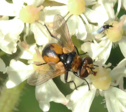 Cistogaster globosa - photo 2