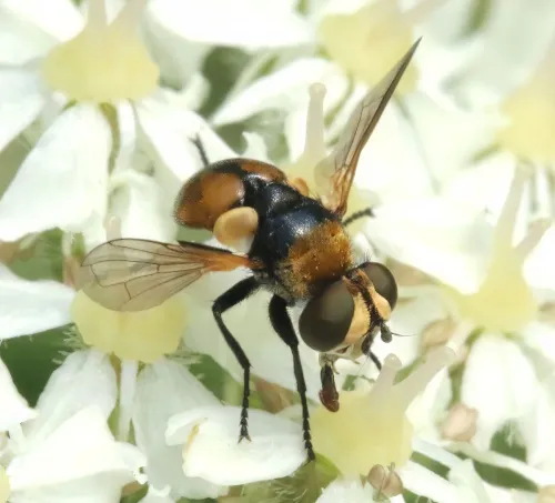 Cistogaster globosa - photo 3