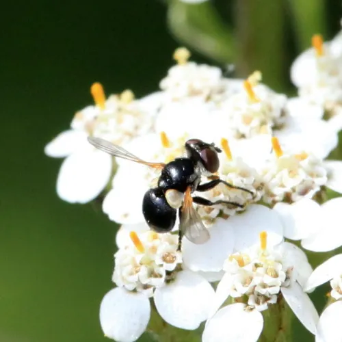 Cistogaster globosa - photo 5