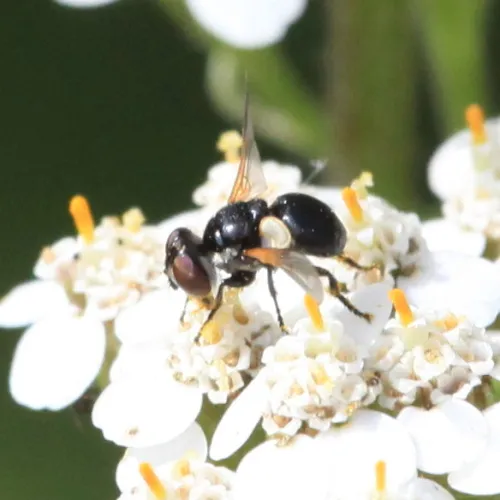 Cistogaster globosa - photo 7