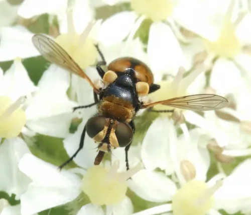 Cistogaster globosa - photo 8