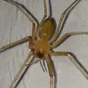 Cithaeron praedonius