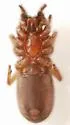 Citharoceps fidicina - photo 4