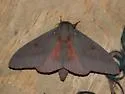 Pine Devil Moth - Hodges#7708