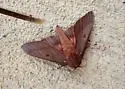 Pine Devil Moth - Hodges#7708 - photo 2