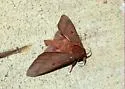 Pine Devil Moth - Hodges#7708 - photo 3
